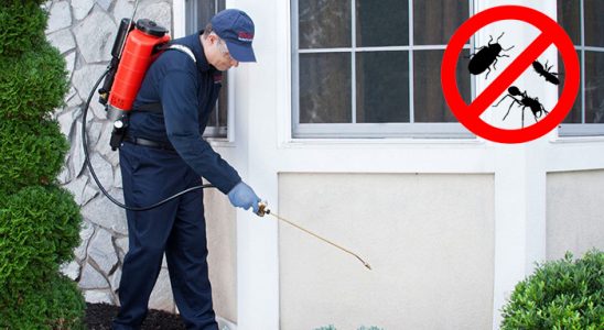 Kangal Bit İlaçlama böcek ilaçlama ve haşere kontrolü — ilaclama-tr.com